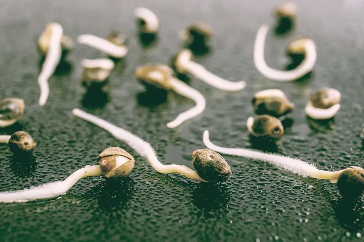 A Beginner’s Guide to Germinating Marijuana Seeds