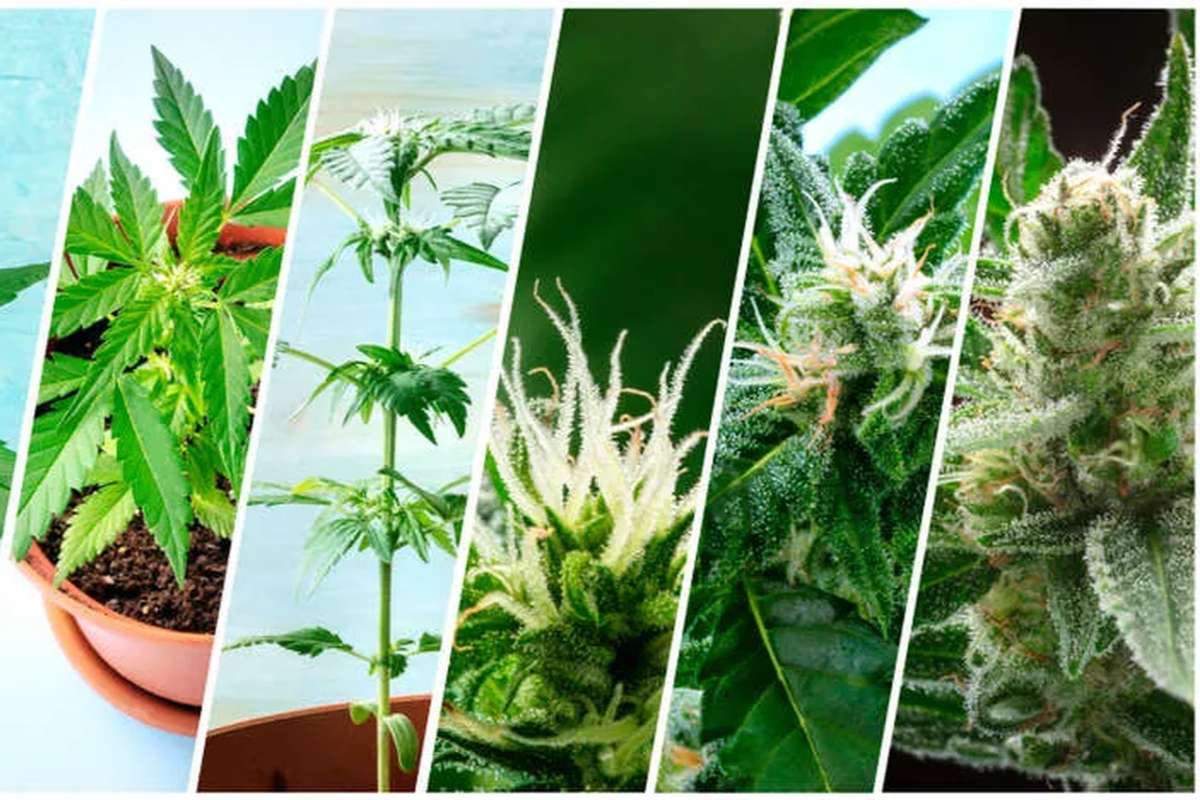 A Step-by-Step Guide to Growing Your Own Cannabis Plants