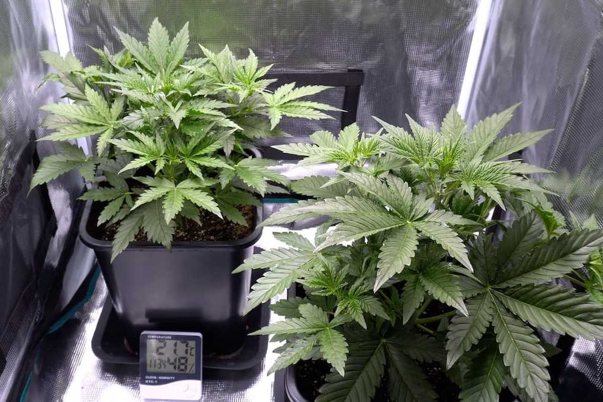 Essential Items You Should Buy for Your Grow Setup