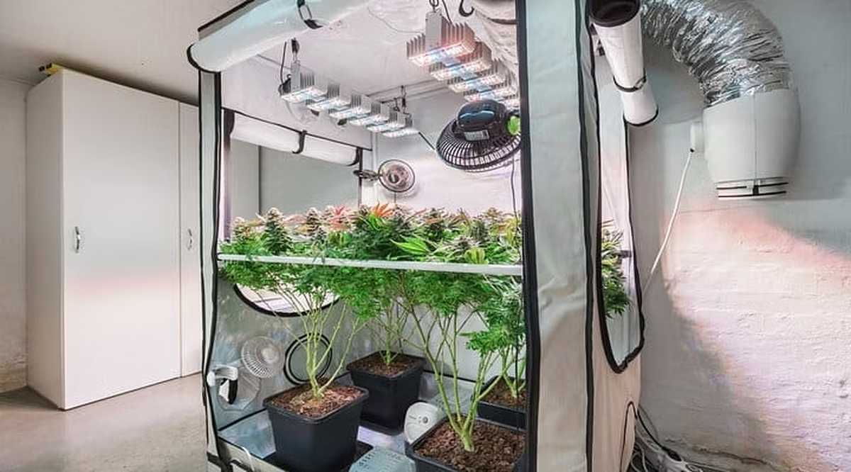 Tips for Dealing with Smells and Odors in Your Grow Room Cultivating