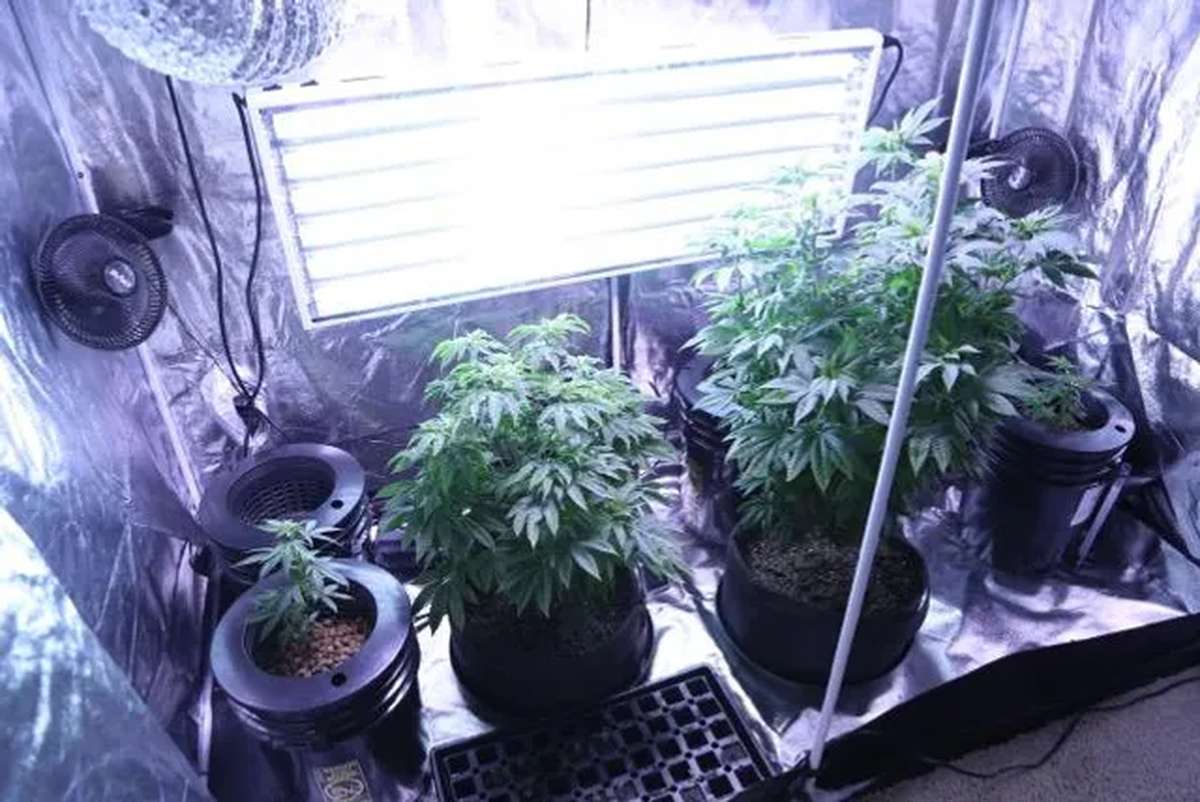 A Comprehensive Guide to Growing Your Own Cannabis Indoors