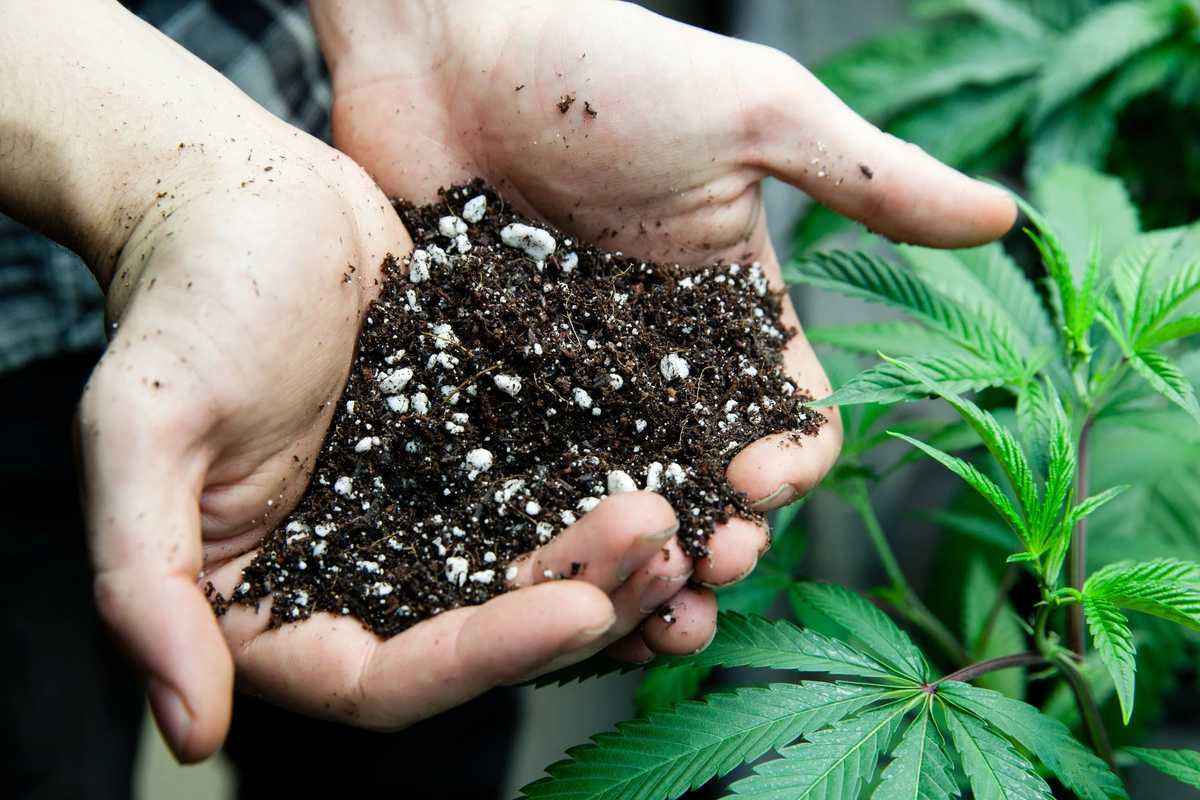 The Best Nutrients You Should Use when Growing Cannabis