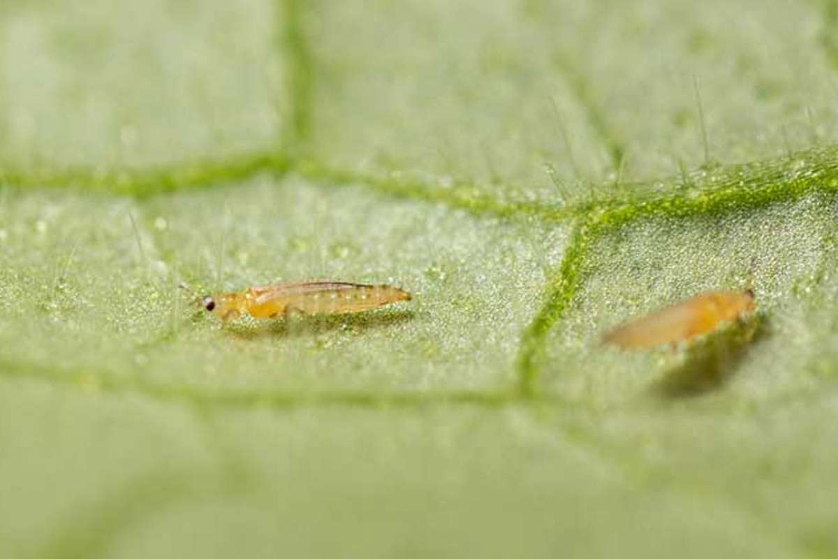 The Most Common Bugs, Pests, and Viruses that Affect Cannabis Plants