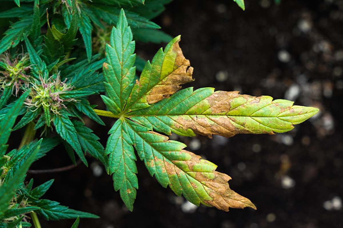 Understanding Cannabis Leaf Problems and their Symptoms