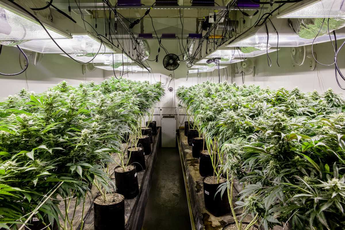 What to Know about Marijuana Grow Lights