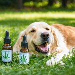 A peaceful dog lying on the grass, surrounded by nature, with bottles of organic CBD oil showcased beside it, highlighting the natural benefits of CBD.