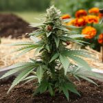 Eye-level close-up of an organic cannabis plant in a raised living-soil bed with ladybugs on its leaves, straw mulch and companion plants blurred in the background under soft natural daylight.